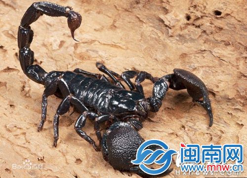 非洲帝王蝎，因体形比较大，常被当作宠物（资料图）