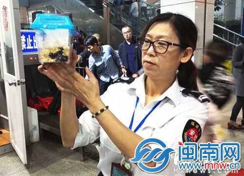 安检员在进站口将非洲巨蝎拦下