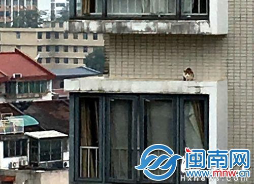 小猫被困在九楼飘窗的顶上