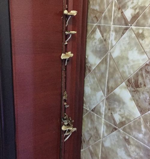 厕所门上长了蘑菇。吴先生供图