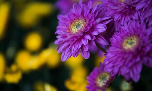 漳州11月17日天气预报 阴有多云局部地区有小