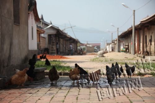 古村里,一群散养鸡躲在阴影下觅食