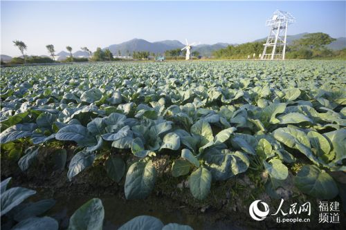 岛上整齐种植的蔬菜。沈宇波 摄