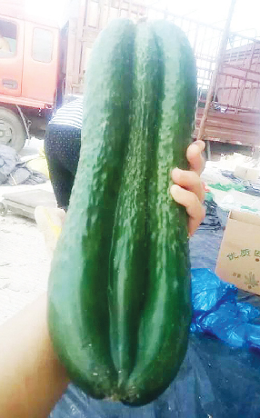 “三胞胎”黄瓜像竹排