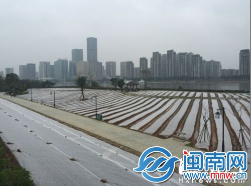 花海公园已铺上了白色无纺布，发芽的油菜花就在下面