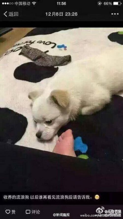 图为女子刚领养流浪狗时发的朋友圈。（来源媒体：吉林电视）