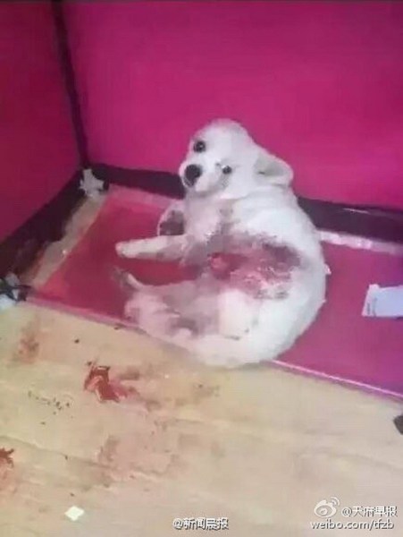 图为被砍断腿的流浪狗。