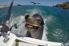 墨西哥聰明海獅尾隨漁船享用免費(fèi)午餐 萌相喜感視頻組圖