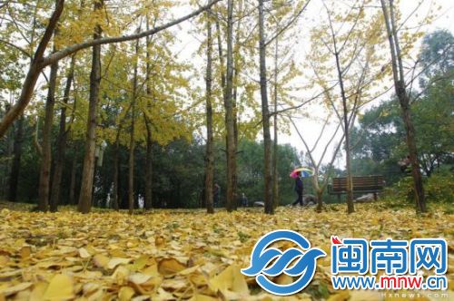 马褂木叶片巴掌大，形似马褂，如今也渐渐变黄掉落，混杂在银杏叶中，仿佛给地面披上黄金甲