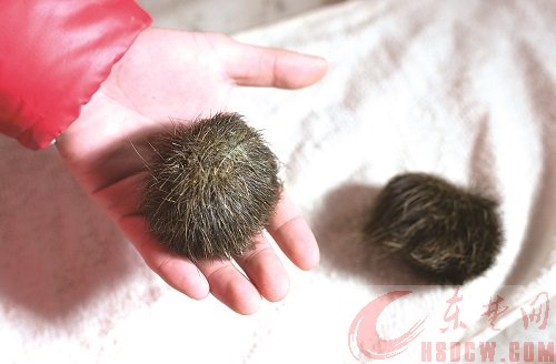大冶一屠宰工捡到猪宝