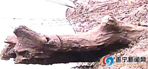 琼江河畔出土近万年乌木