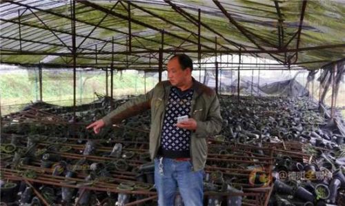 四川上百蒙面人深夜抢走7千盆兰花 价值千万(图)