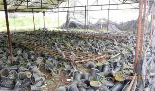 四川上百蒙面人深夜抢走7千盆兰花 价值千万(图)