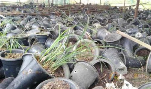 四川上百蒙面人深夜抢走7千盆兰花 价值千万(图)