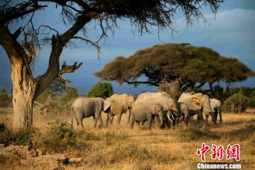 参展作品《夕阳中的象群》。　喻惠平 摄