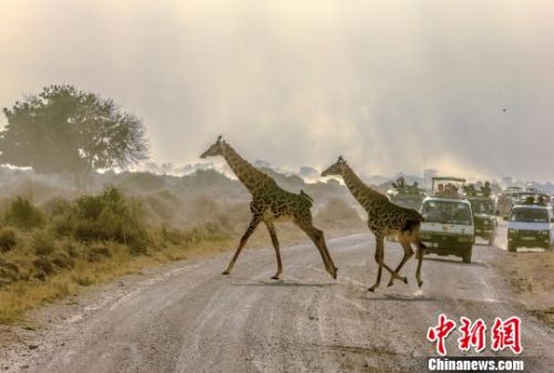 参展作品《过马路的长颈鹿》。 余明建 摄