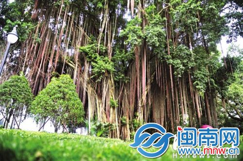 古榕的气根都长达四五米，如同《阿凡达》中的生命之树