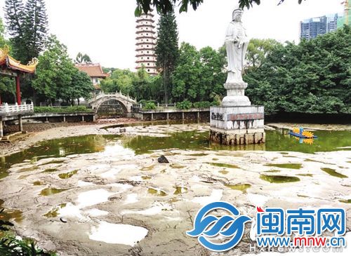 西禅寺放生池的水被抽干，鱼群集中在浅水坑里