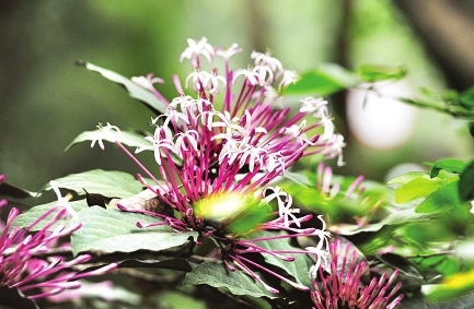 白马河公园，烟花树呈条形开花