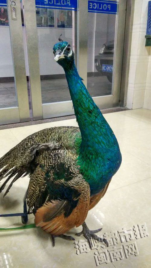 这只孔雀探头探脑地张望,可爱极了