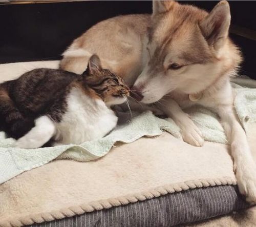 轻松学英语:3只哈士奇与1只喵星人美好生活(双