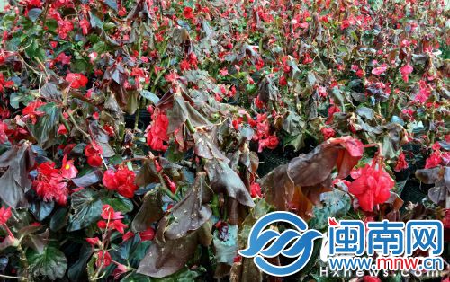 福州市区花坛中的海棠被冻蔫