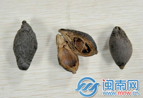 “神药山珍果”其实是黑槟榔