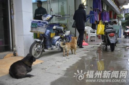 一些主人放任小狗在街头自由活动。