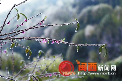冰霜中含苞待放的花 蕾