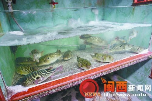 图为中心城区某餐馆被查出的河豚鱼