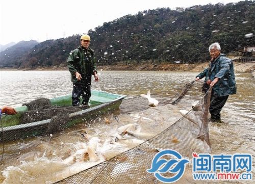 第二网收获颇丰，看着活蹦乱跳的鱼儿，渔民们露出笑容