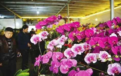 在建新花卉市场，蝴蝶兰等年宵花销量不错