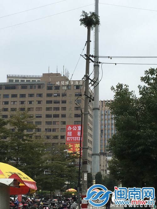 电线杆仿佛戴了一顶“绿帽”