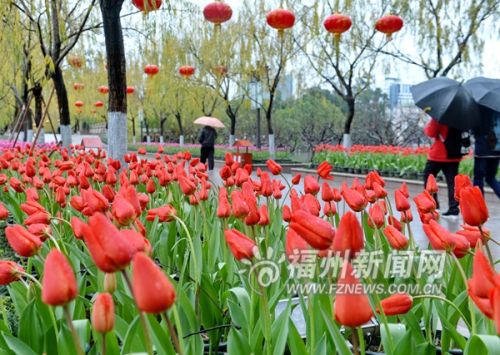 西湖郁金香即将对市民开放