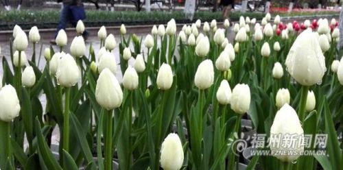 西湖郁金香花展。