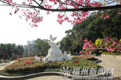 种鲜花扮靓金鸡山公园迎春节。记者廖云岚摄