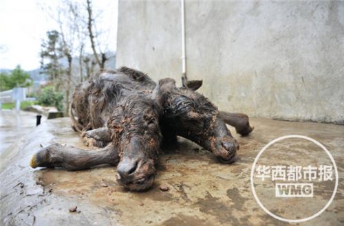 四川一母牛产下双头牛