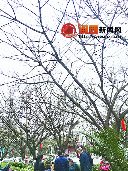 溪南路两侧行道树都被冻伤，树叶几乎掉光。