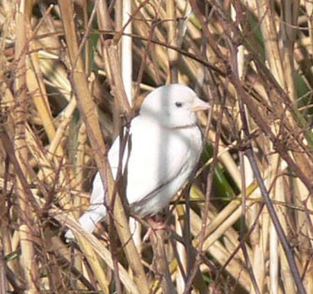 白化动物&ldquo;鹤立鸡群&rdquo;引围观被视为吉祥物（图）