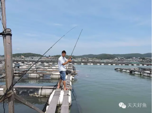 鱼排午餐1