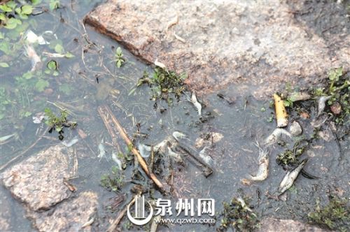 紫帽镇紫湖水库边漂浮不少死虾,警方介入调查 紫帽镇紫湖水库边漂浮不少死虾,警方介入调查