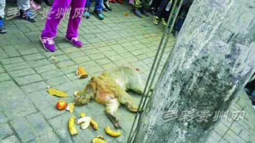 贵阳一猴子爬电线杆遭电击致200户停电 暂无生命危险