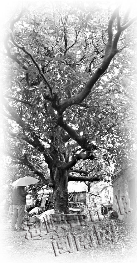 枝繁叶茂的百年芒果树