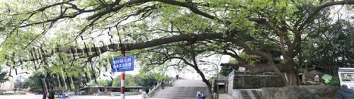 灵源寺千年香樟满是翠绿