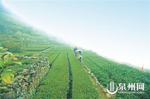 凤山岩后山规划出一片禅茶园