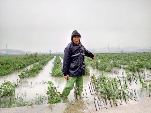 看着近300亩菜地受淹,尤老伯很心急