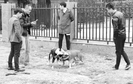 两只比特犬疯狂撕咬，几个男子在边上鼓噪（视频截图）