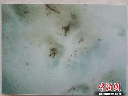 黑龙江森工林口林业局时隔一年再现虎踪