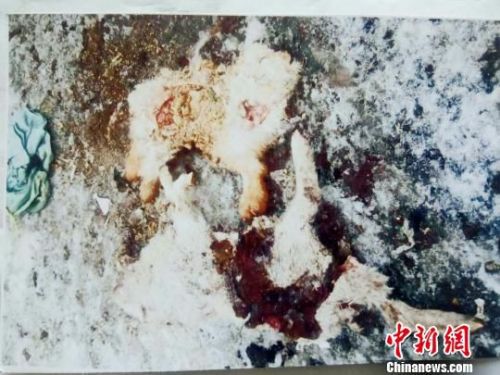 黑龙江森工林口林业局时隔一年再现虎踪