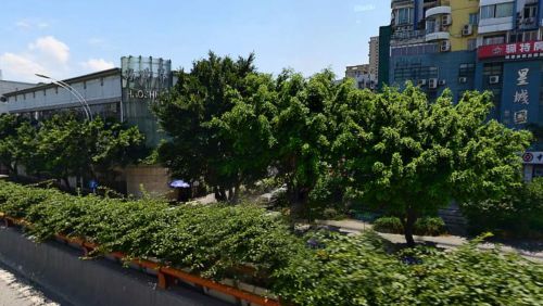 这排榕树被“砍头”前，郁郁葱葱（资料图）